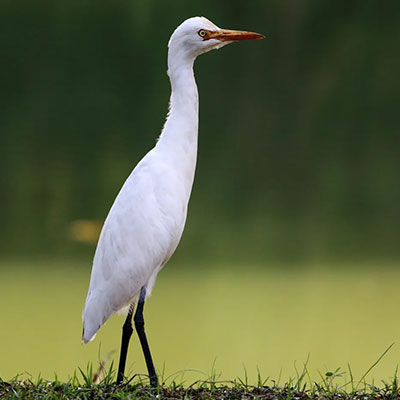 Photo by Simi Cattle Egret