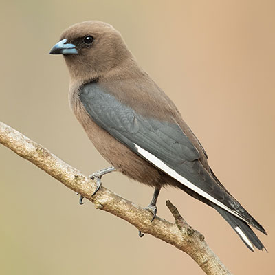 Photo by JJ Harrison Dusky Woodswallow