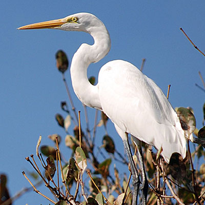 Photo by Dhruvaraj S from India Great Egret