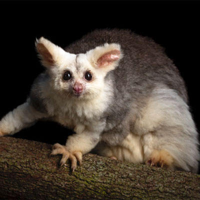 Photo by Doug Gimesy Greater Glider