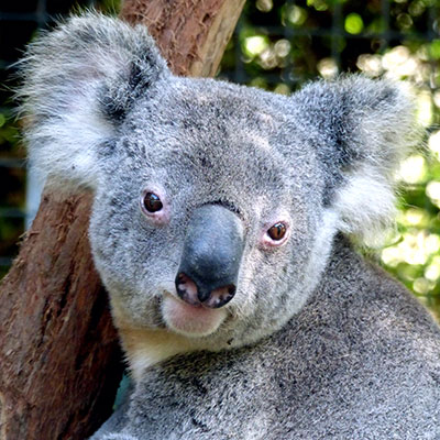Photo by Bernard Spragg Koala