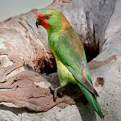 Photo by I Am birdsaspoetry.com Little Lorikeet