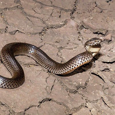 Photo by Gary Stephenson Ornamental Snake