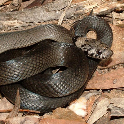 Photo by Manning, B., DEHP, 2008, © The State of Queensland Pale-headed Snake