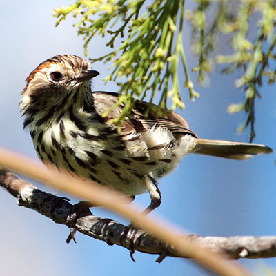 Photo by Duncan McCaskill Speckled Warbler