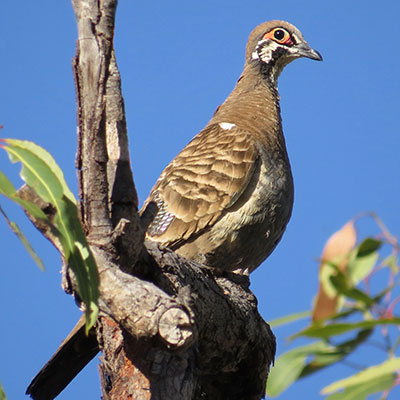 Photo by Summerdrought Squatter Pigeon