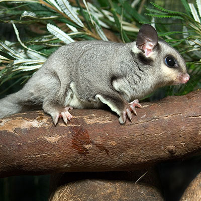 Photo by Brisbane City Council Squirrel Glider