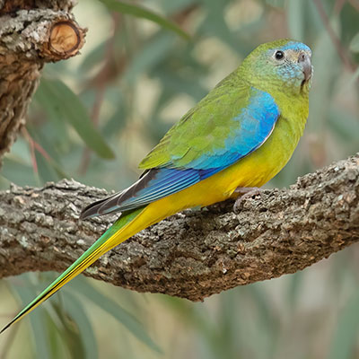 Photo by JJ Harrison Turquoise Parrot